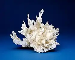 Esqueleto colonial de P. alcicornis