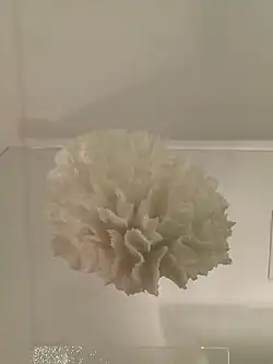 Esqueleto colonial de Pectinia sp. en el Museo de Historia Natural de Londres