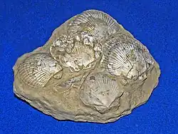 Pecten nigromagnus (fósil del plioceno)