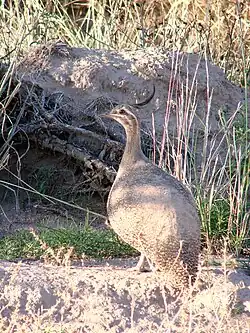 Copetona (Eudromia elegans) en la Reserva Biosfera Ñacuñán.