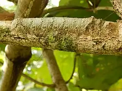La franja de cerdas de una oruga oculta su sombra.