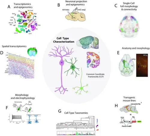 Se utilizan una variedad de técnicas multimodales para perfilar los tipos de células del cerebro. Enfoques principales utilizadas en Brain Research through Advancing Innovative Neurotechnologies (BRAIN).