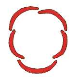 Prefloración quincuncial.