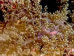 Ancylomenes magnificus