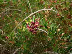 Cornical (Periploca angustifolia).