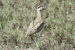 Hesperoburhinus superciliaris