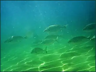 Pez roncador (Pomadasys incisus)