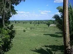 Vista sobre una llanura cubierta de hierba y palmeras dispersas
