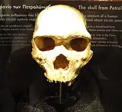Petralona 1, un H. heidelbergensis griego, se encontró recubierto por una costra estalagmítica. Muestra caracteres de transición entre erectus y neanderthalis.