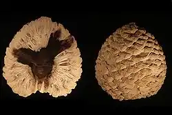 Cono petrificado de Araucaria mirabilis de la Patagonia, Argentina del período Jurásico (210 Ma aprox.)