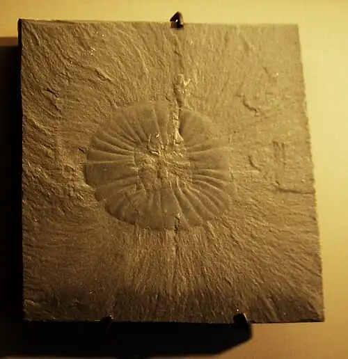 Fósil del "cono oral"