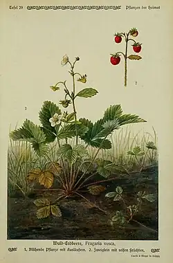 Ilustración de Fragaria vesca, autor Fitschen, Jost; Schmeil, O. 1913. Detalle de la planta, la flor y el fruto.
