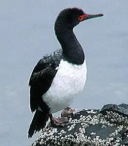 Cormorán de Magallanes (Phalacrocorax magellanicus)