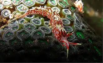 Phidiana militaris en Ratnagiri, India