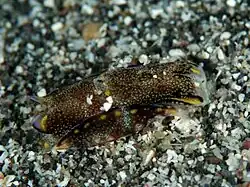 Philinopsis gigliolii