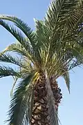 Una palmera canaria con los primeros síntomas de la infección. Nótese las hojas caídas.