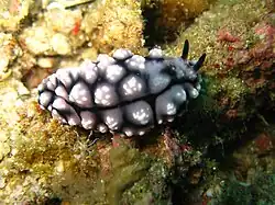 Phylidiella pustulosa