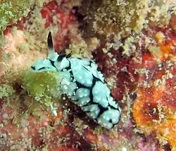 Phyllidiopsis krempfi