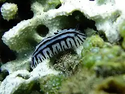 Phyllidiopsis sphingis