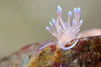 Phyllodesmium opalescens