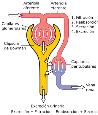 Fisiología de la nefrona