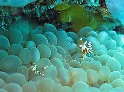 Pareja de gambas asociadas Thor amboinensis