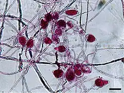 Phytophthora parasitica (Peronosporales)