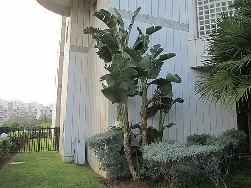 Strelitzia nicolai, la única arborescente del género.[5]​