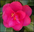 Una camelia