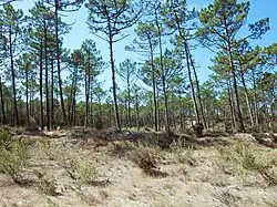 Dunas de Mira, Gândara e Gafanhas