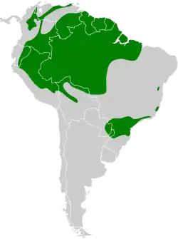 Distribución geográfica del piprites verde.