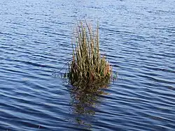 Prisa común (Juncus effusus), Juncaceae