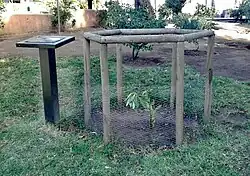 Conjunto árbol sagrado y placa.