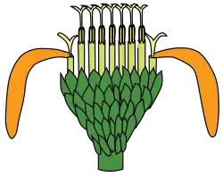 Capítulo: flores con perianto discoide (interiores), rayos (externas). Del interior al exterior y de arriba abajo: Blanco, ápice del gineceo (el estilo con dos ramas). En amarillo fuerte: ápice de los estambres (anteras unidas formando un tubo). Amarillo claro y naranja: perianto gamopétalo (incluyendo la larga lígula del rayo). Verde oscuro: filarios.