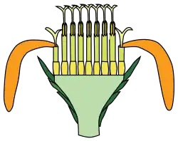 Corte longitudinal. Verde agua: receptáculo. Verde oscuro: involucro de filarios. Se observa el ovario ínfero justo debajo de la corola gamopétala.