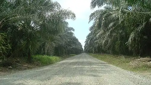 Plantación de palma africana en Parrita.