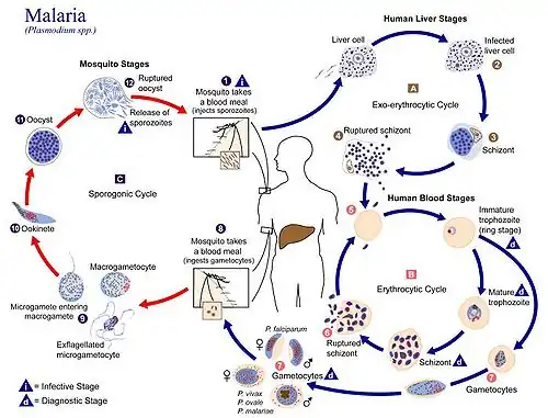 Ciclo de vida de Plasmodium
