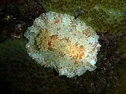 Platydoris inframaculata