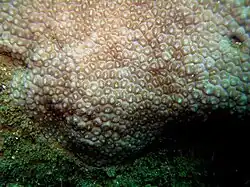 P. versipora en el Pacífico sudoeste