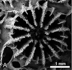 Vista calicular de coralito de P. versipora con microscopio digital a 99x