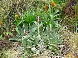 Pleurophyllum hookeri