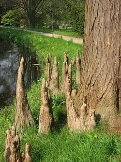 Neumatóforos de Taxodium ascendens 'Nutans'.