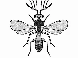 Pnigalio mediterranens Familia Eulophidae