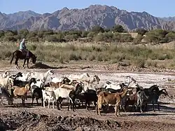 Poblador pastoreando un rebaño de cabras.