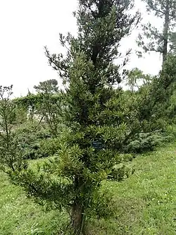 Podocarpus elatus