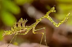 Pogonogaster tristani, Costa Rica, 2012.