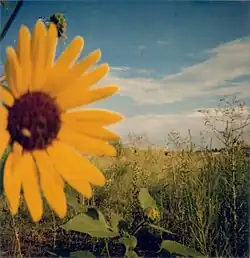 Un ejemplo de foto instantánea. Tipo 600, ISO 640, película a color.