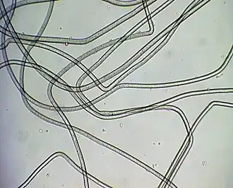 Poliamida vista al microscopio.