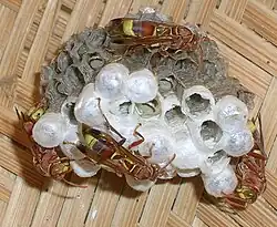 Polistes stigma tamulus de la India