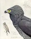 Acuarela de Aguilucho Africano para Abyssinian Birds and Mammals